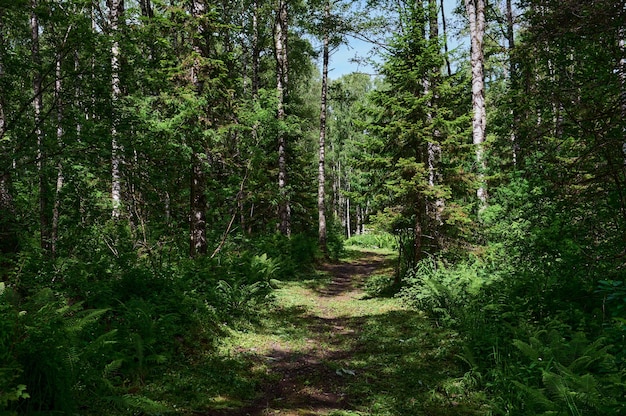 Piękny Las Na Wiosnę Z Jasnym Słońcem Prześwitującym Przez Drzewa