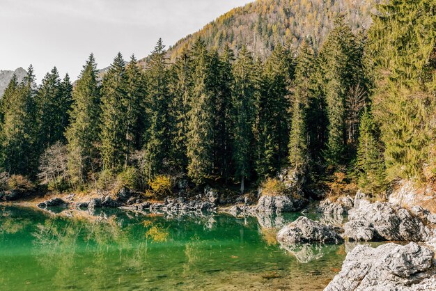 Zdjęcie piękny las odbijający się na spokojnym brzegu jeziora w jeziorach fusine w pobliżu tarvisio we włoszech