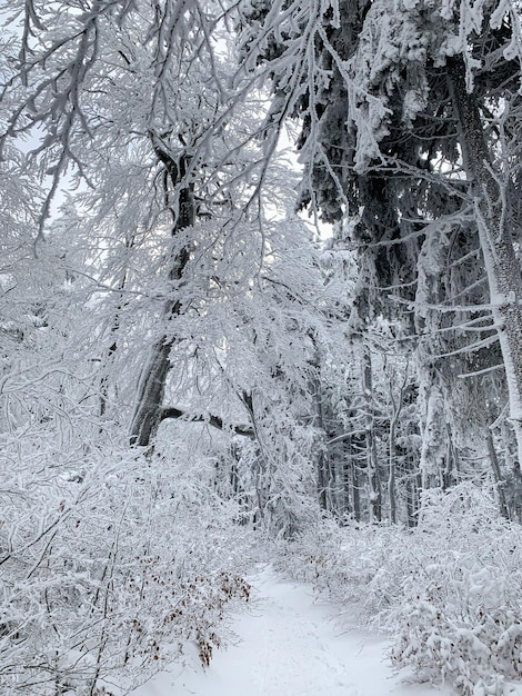 Piękny las pokryty śniegiem Świerki w zimowym krajobrazie Mroźny dzień Malowniczy obraz sosny