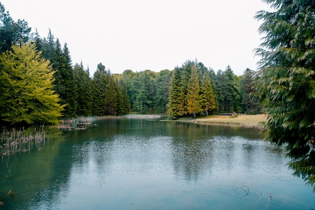 Piękny las w małym jeziorze w Opakua, Baskijski kraj, Hiszpania