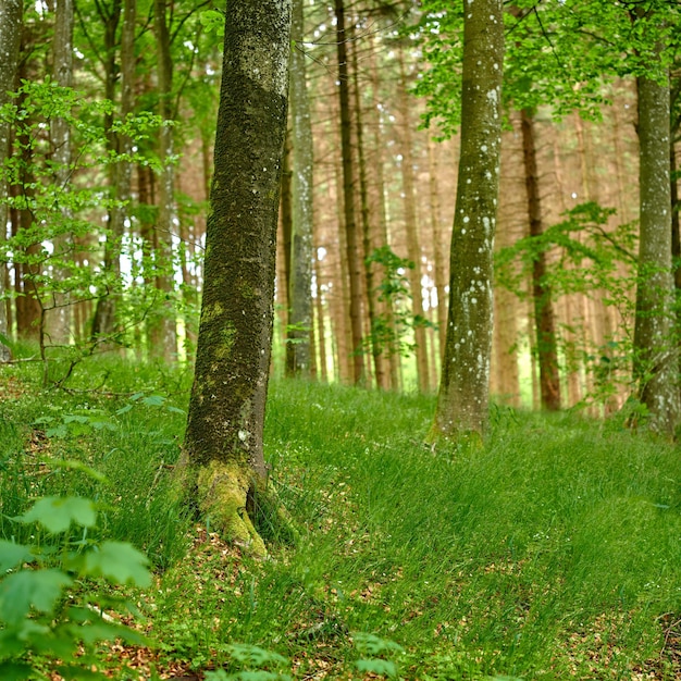 Piękny Las Z Bujnymi Zielonymi Roślinami I Wysokimi Drzewami Rosnącymi W Letni Dzień Krajobrazowy Widok Na Las Z Kwiatami I Liśćmi W Wiosenny Poranek Wibrujący I Spokojny Na Zewnątrz I Dzika Przyroda