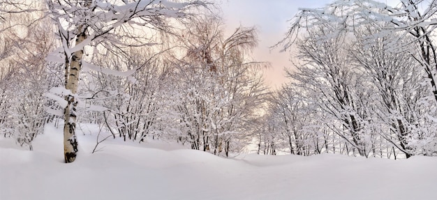 Piękny las zakrywający śniegiem w zimie na kolorowym niebie
