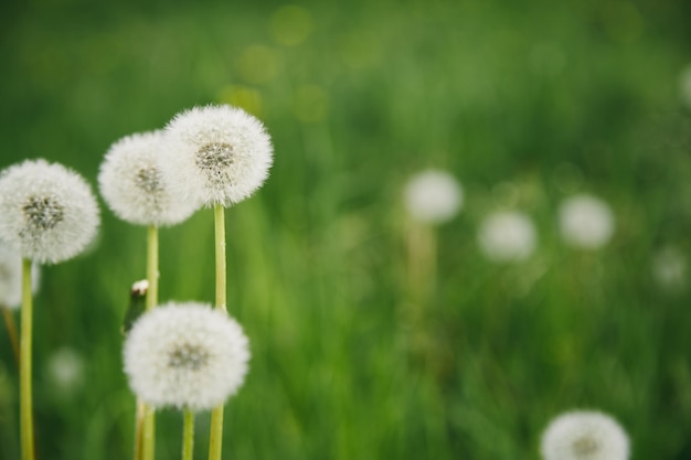 Piękny lata tło z dandelions