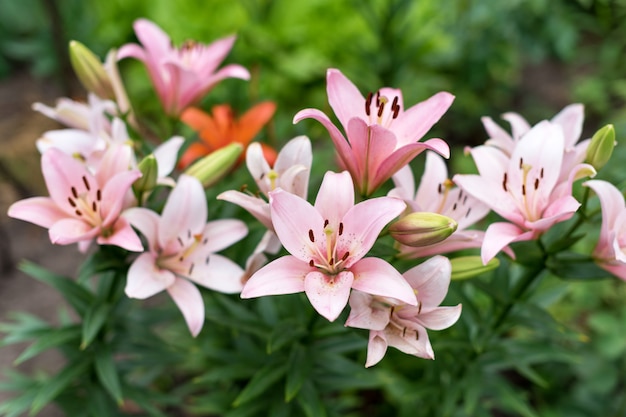 Piękny Leluja Kwiat Na Zieleni Opuszcza Tło. Lilium Longiflorum Kwitnie W Ogródzie.