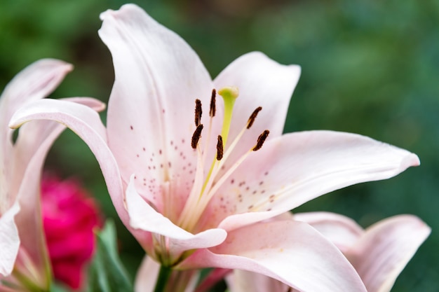 Piękny leluja kwiat na zieleni opuszcza tło. Lilium longiflorum kwitnie w ogródzie.