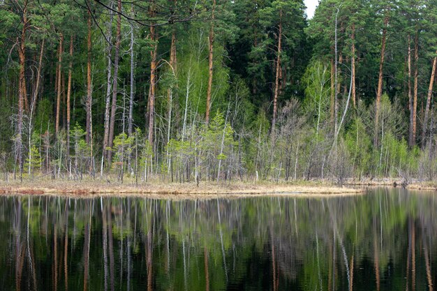 Piękny leśny brzeg jeziora latem