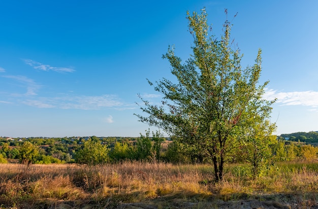 Piękny letni krajobraz, piękny widok na drzewo otoczone łąkami i zielonym lasem.