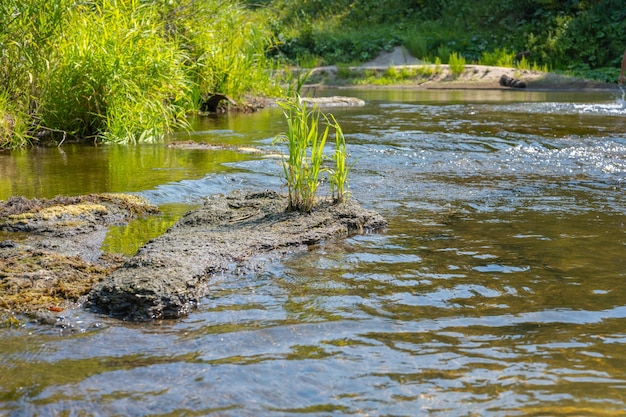 Piękny letni krajobraz rzeki Mały Czeremszan z trawą brzegów lasów i prądem Uljanowsk