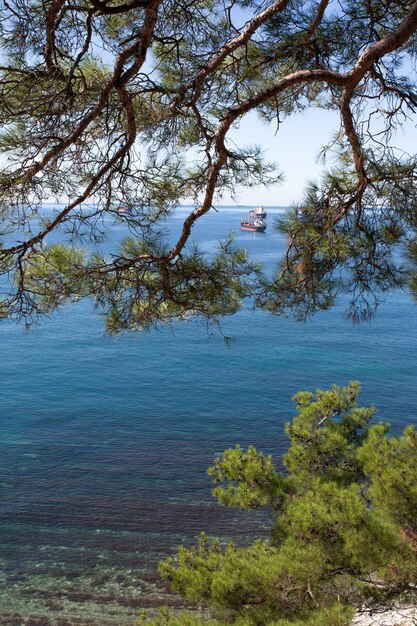 Piękny letni krajobraz Widok na dziką plażę i las Gelendzhik Rosja Wybrzeże Morza Czarnego