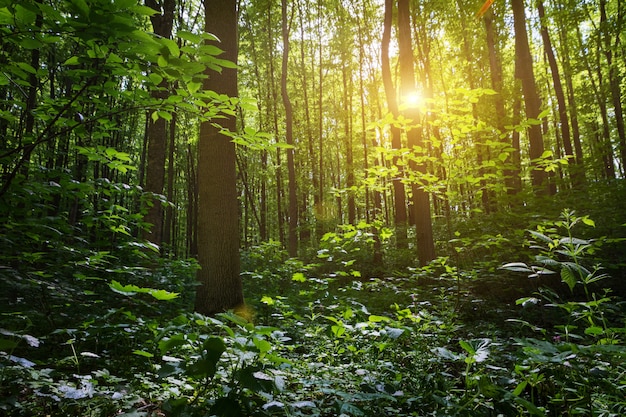 Piękny letni las z różnymi drzewami