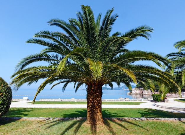 Piękny letni poranny widok na park z palmą w pobliżu plaży Milocer (Czarnogóra, Budva)