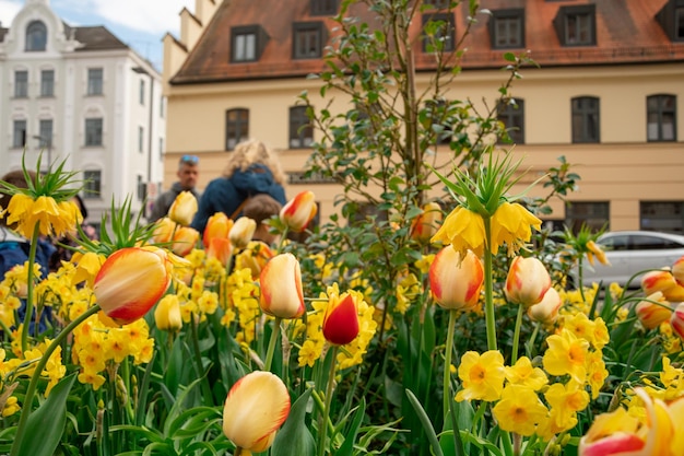 Piękny Letni Widok W Parku W Niemczech Ingolstadt