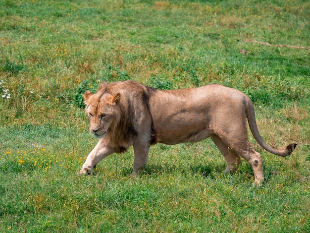 Zdjęcie piękny lew cezar w złotej trawie masai mara kenii