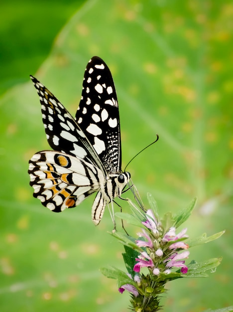 Piękny Limonkowy Motyl