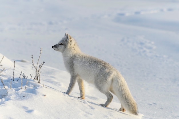 Piękny lis polarny w dzikiej zimowej tundrze.
