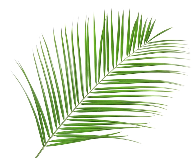 Piękny liść palmowy na białym tle