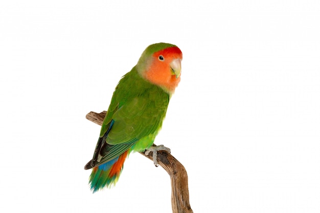 Piękny lovebird na gałąź