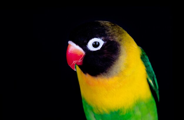 Piękny Lovebird Na Gałąź