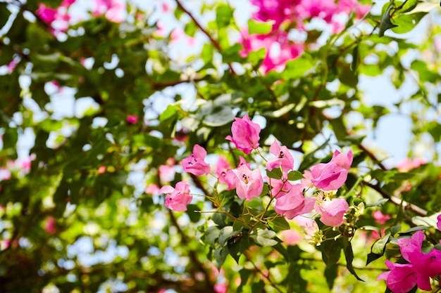 Piękny magenta, różowy bougainvillea kwiatu kwitnienie.