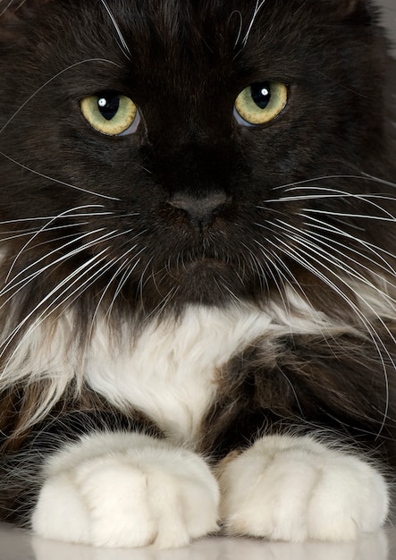 Piękny Maine Coon kota twarzy zbliżenie