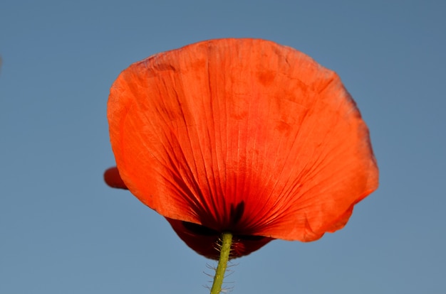 Zdjęcie piękny makro fotografia czerwony mak na tle błękitnego nieba zbliżenie