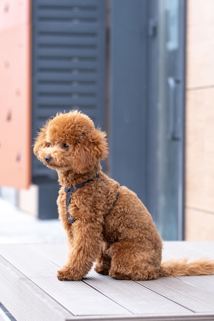 Piękny Mały Brązowy Pudel Pies W Uprzęży Miniaturowy Pudel Szczeniak Na Spacerze Po Ulicy
