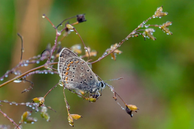 Piękny mały motyl z rodziny Lycaenidae, gatunek Polyommatus, na roślinie