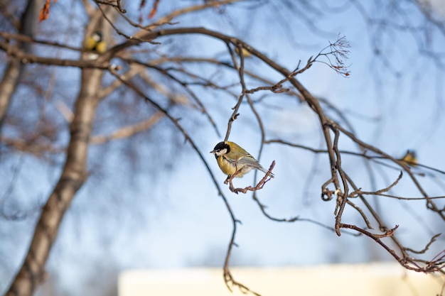 Piękny mały niebieski ptak siedzi zimą na gałęzi i leci po jedzenie. Inne ptaki też