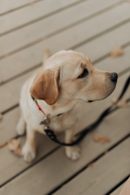 Piękny mały szczeniak labrador na smyczy