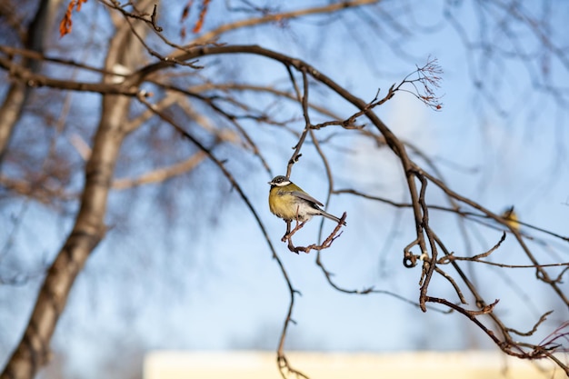 Piękny mały wróbel na gałęzi zimą i leci na jedzenie Siedzą też inne ptaki