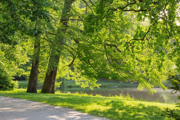 Piękny miejski letni park w słońcu