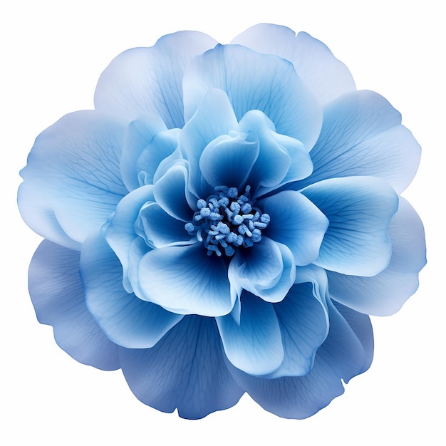 Piękny Miękki Niebieski Kwiat