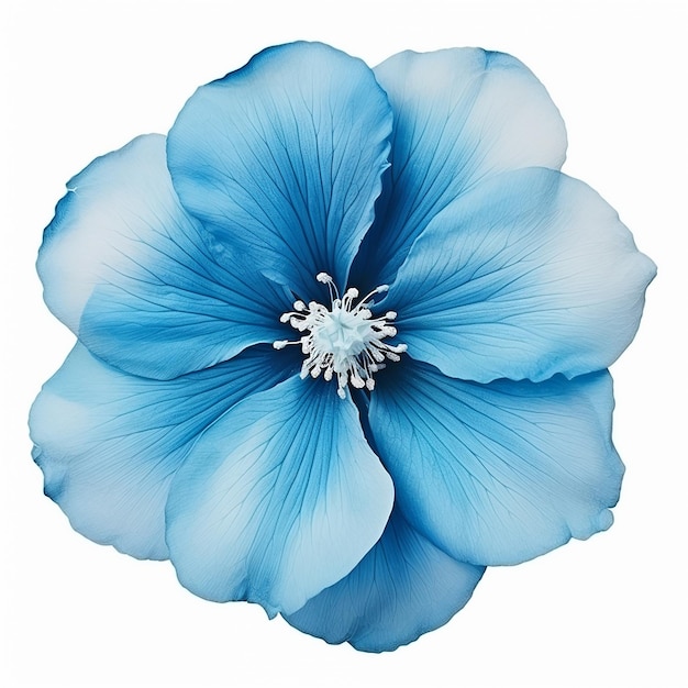 Piękny Miękki Niebieski Kwiat