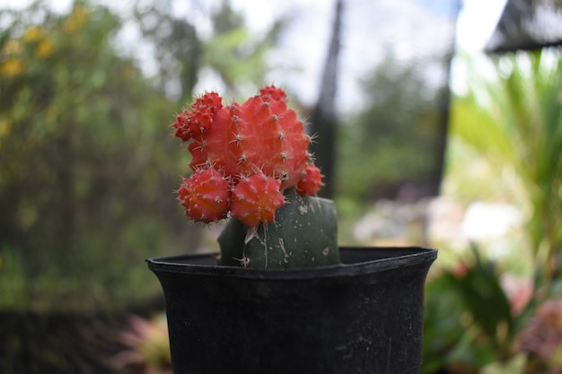 piękny mini czerwony kaktus Gymnocalycium Mihanovichii Variegata