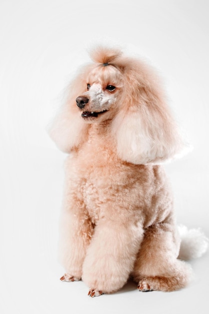 Piękny miniaturowy pies pudel na białym tle na białym tle. Pielęgnacja psa. Fryzura psa