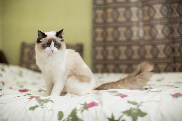 Piękny młody biały rasowy Ragdoll kot z niebieskimi oczami w domu