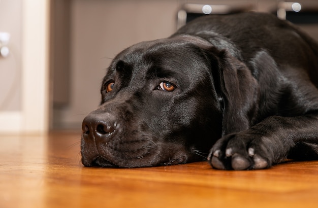 Piękny młody czarny labrador retriever spoczywa na drewnianej podłodze