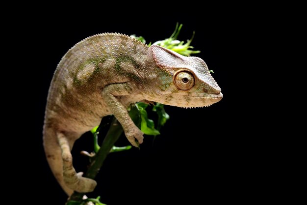 Piękny Młody Kameleon Na Czarno