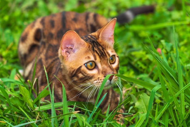 Piękny młody kot bengalski w ogrodzie