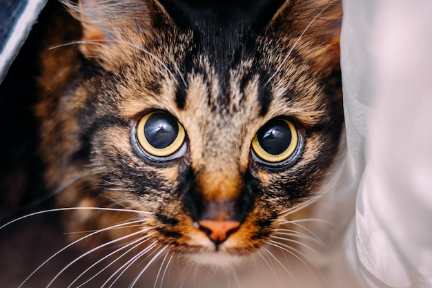 Zdjęcie piękny młody kot z dużymi przestraszonymi oczami patrząc na kamery