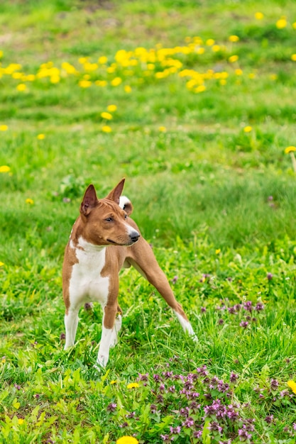 Piękny młody pies Basenji