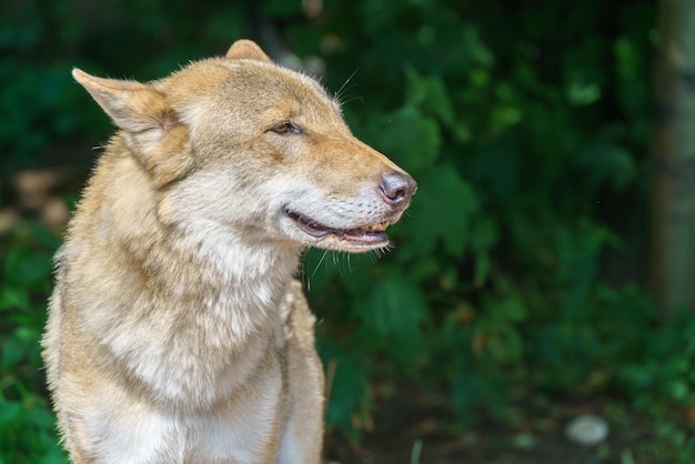 Piękny Młody Wilk Drapieżne Dzikie Zwierzę