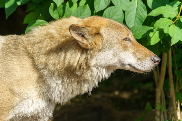 Piękny młody wilk Drapieżne dzikie zwierzę