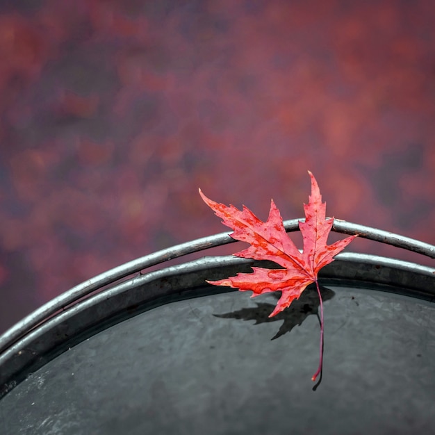 Piękny mokry czerwony liść klonu na krawędzi blaszanego wiadra z wodą. Miejsce na tekst, widok z góry.