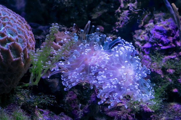 Zdjęcie piękny morski kwiat w podwodnym świecie z koralowcami