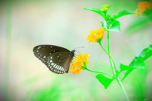 Piękny motyl Crow odpoczywający na roślinie kwiatowej