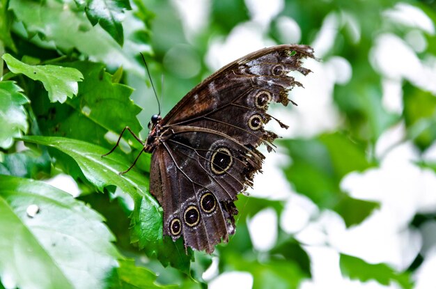 Piękny motyl Enodia Anthedon na zielonych liściach w ogrodzie. Lepidopteron.