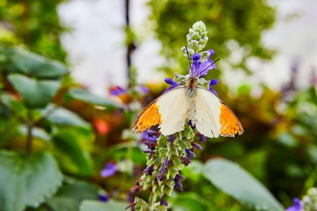 Piękny Motyl Great Orange Tip Na Fioletowych Kwiatach