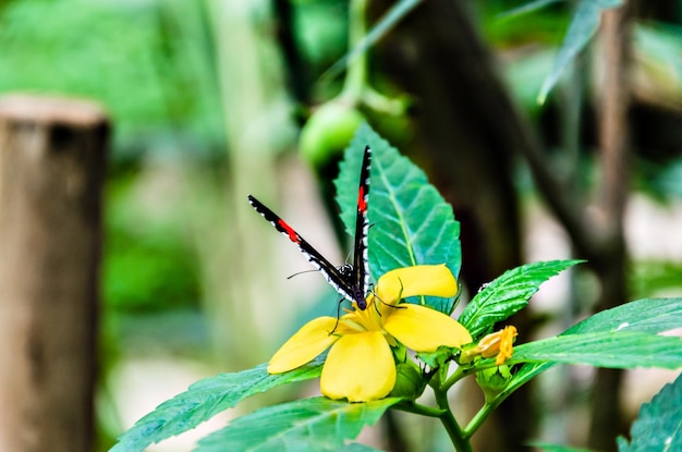 Piękny motyl Heliconius Melpomene na zielonych liściach ogrodowych. lepidopteron.