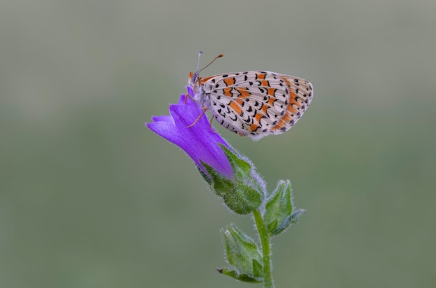 Piękny motyl Iparhan (Melitaea syriaca) na roślinie